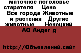 маточное поголовье старателя  › Цена ­ 2 300 - Все города Животные и растения » Другие животные   . Ненецкий АО,Андег д.